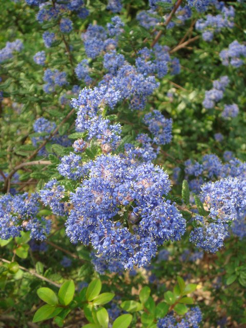 Ceanothus impressus fleur P28